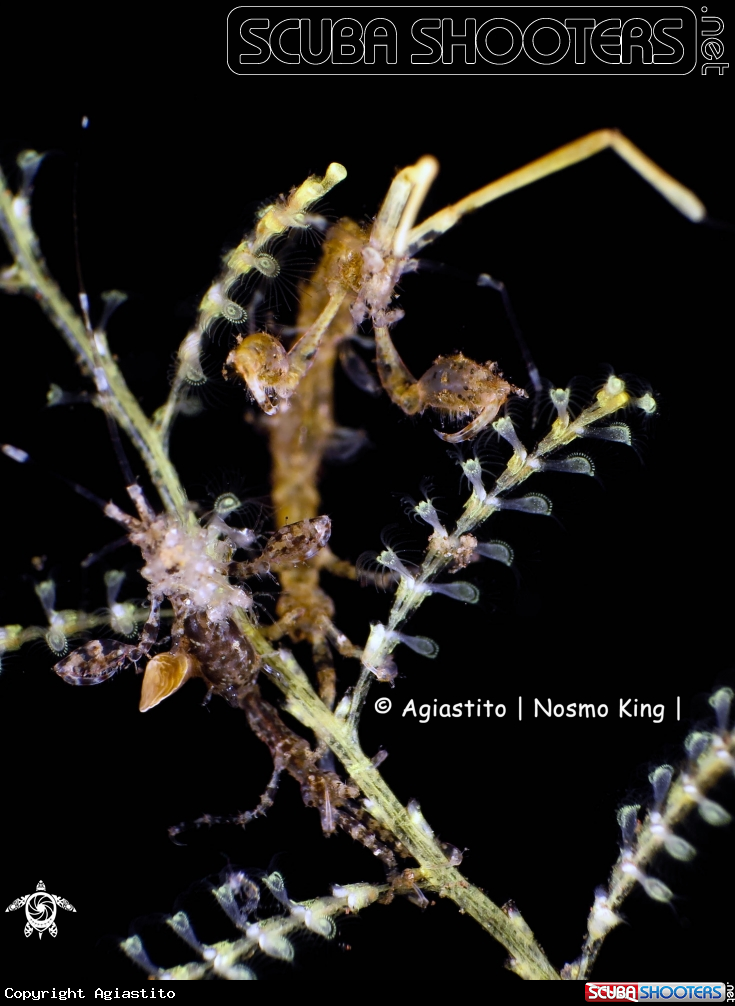 A Skeleton Shrimp