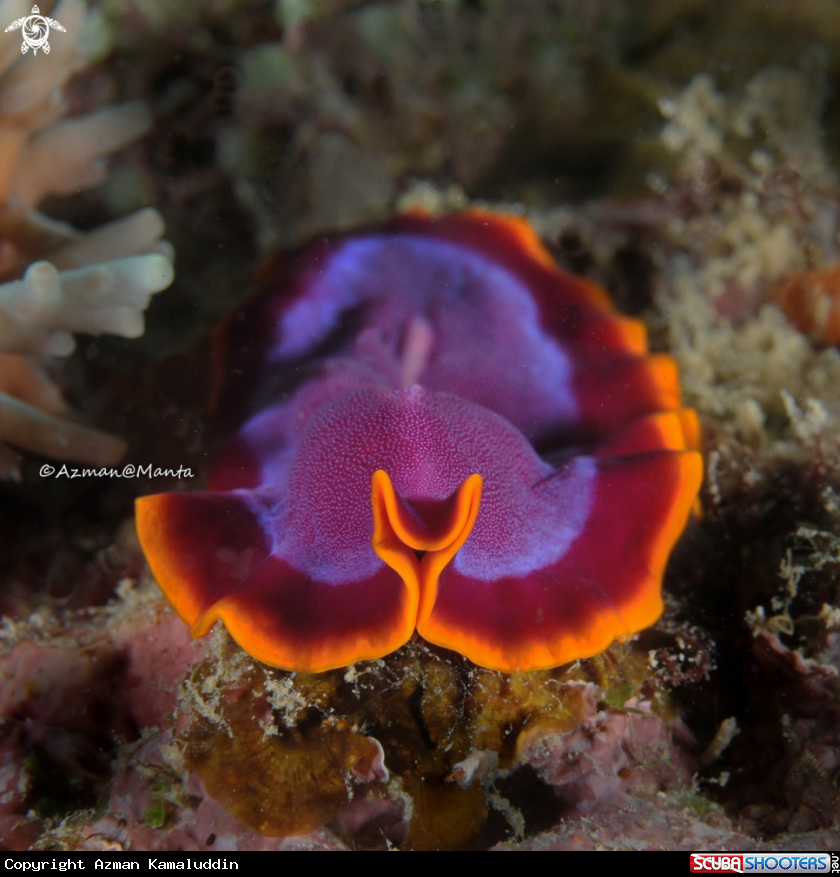 A Flat Worm