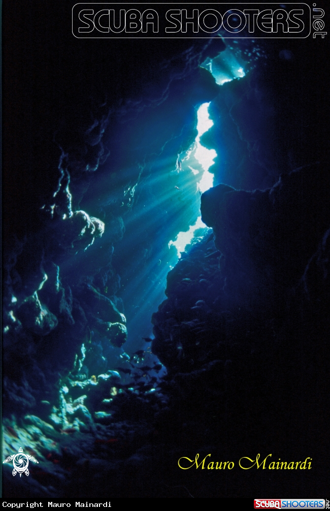 A underwater creature