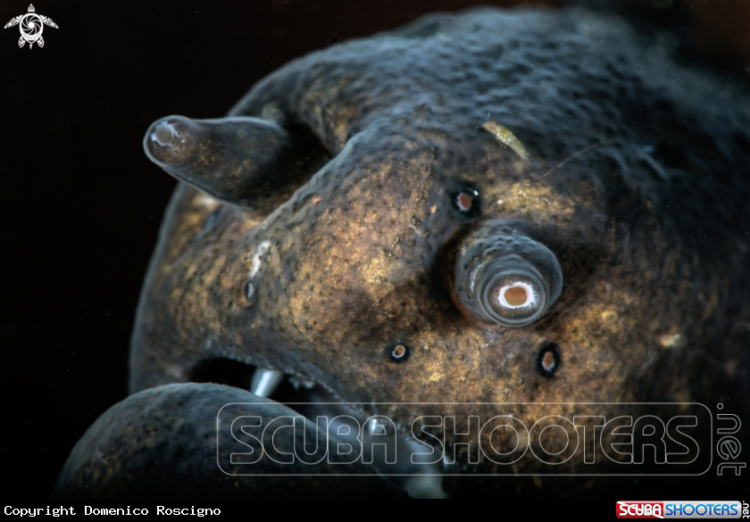 A Moray
