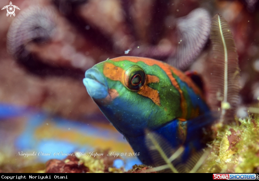 A Thalassoma cupido
