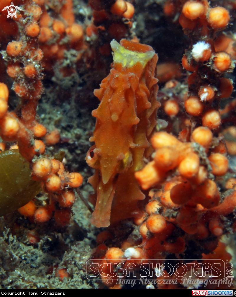 A White's seahorse