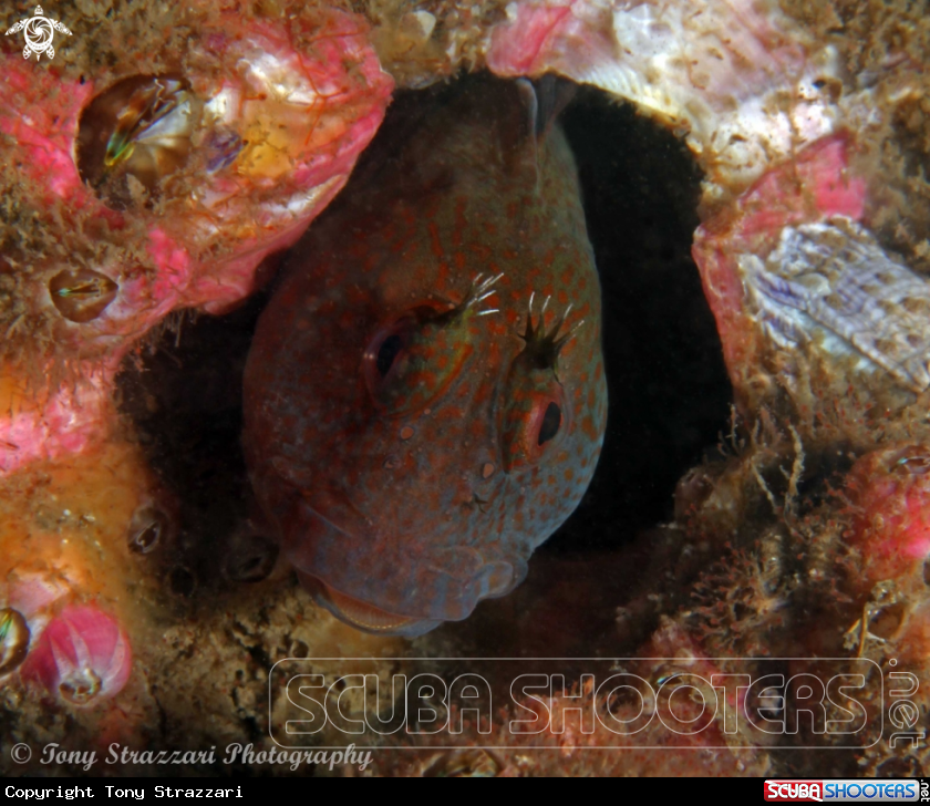A Horned blenny