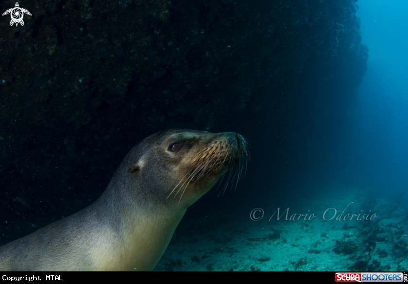 A underwater creature