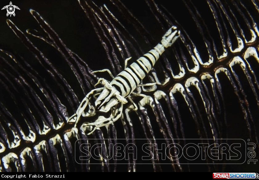 A Crnoid shrimp