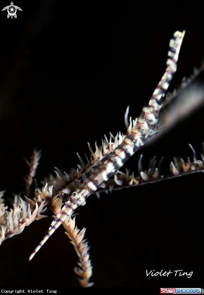 A  Sawblade Shrimp 