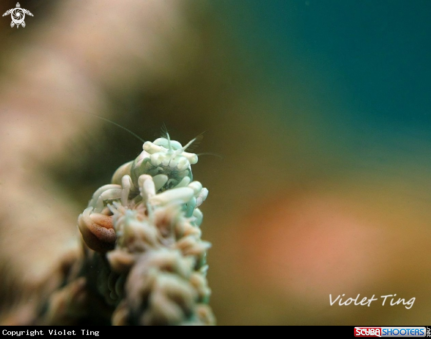 A Whip Coral Shrimp 