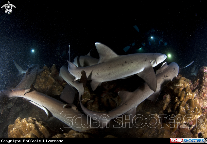 A whit tip sharks