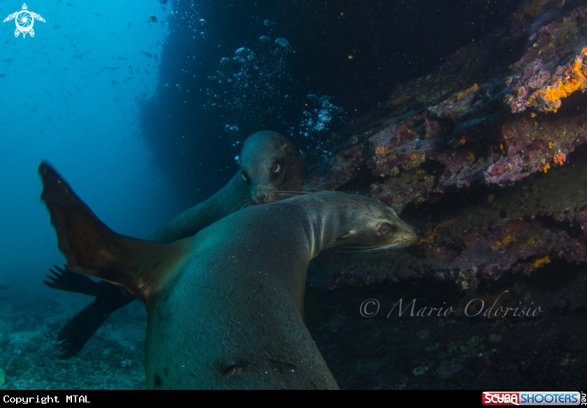 A underwater creature