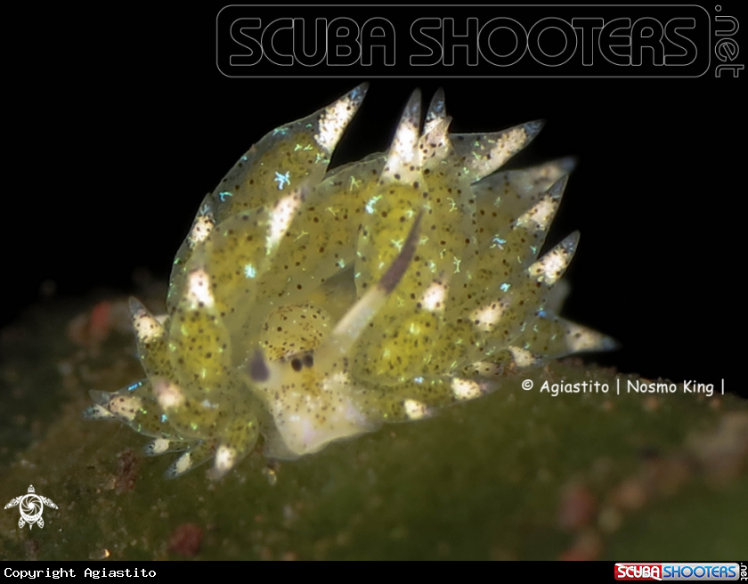 A Shaun the Sheep Nudibranch