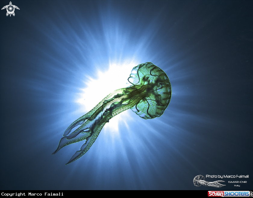 A Jellyfish