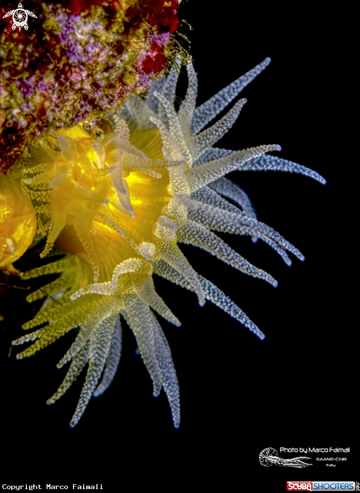 A Madrepora gialla