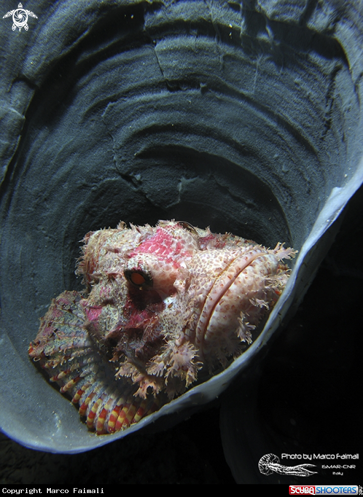A Tasseled scorpionfish