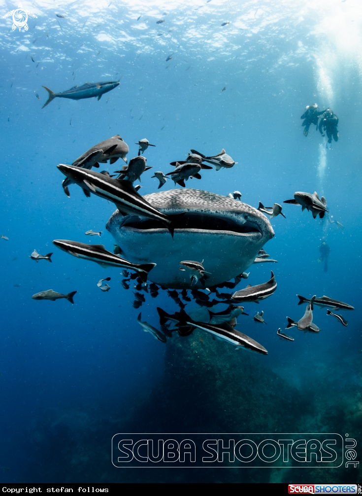 A Whale Shark