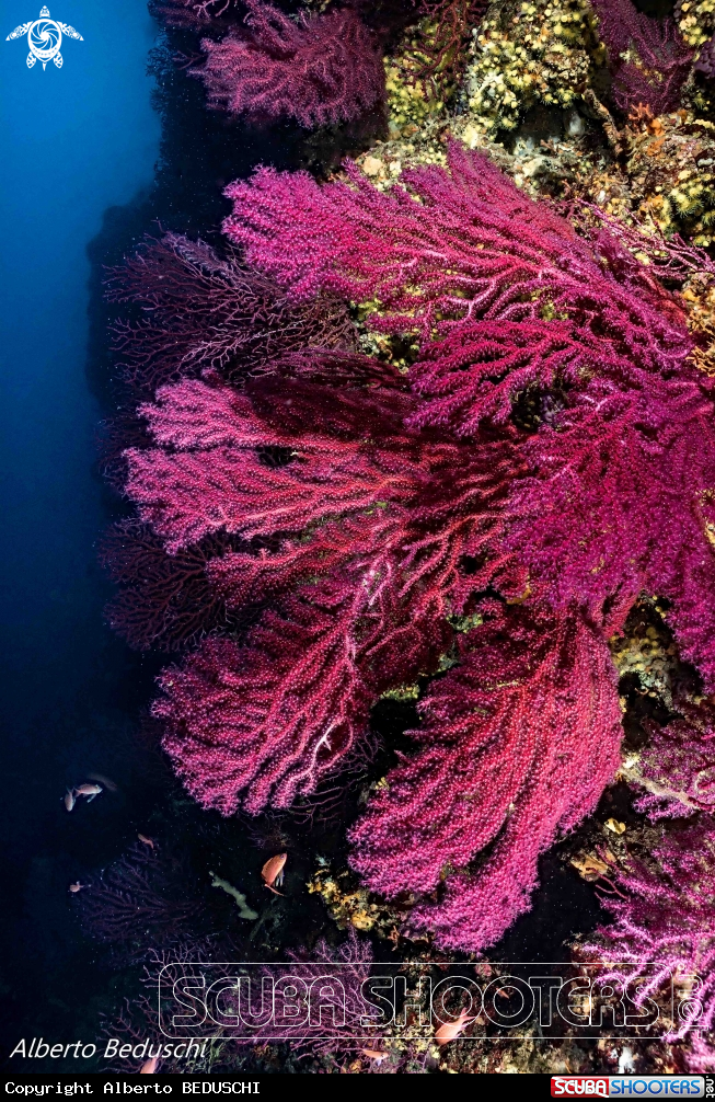 A Gorgonia rossa