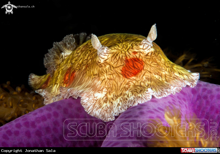 A platydoris cruenta