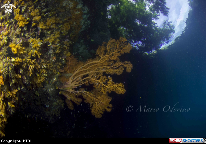 A underwater creature