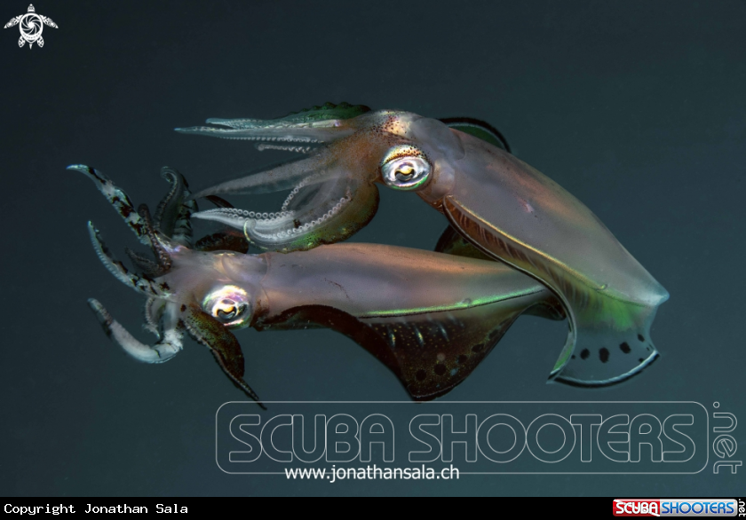 A Squid 