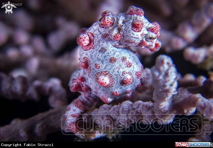 A Pigmy seahorse