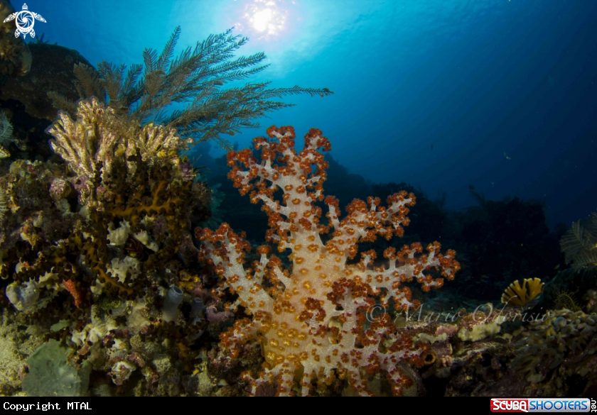 A underwater creature