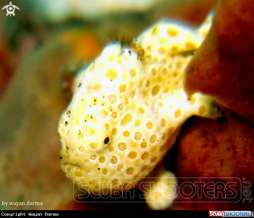 A Frog fish