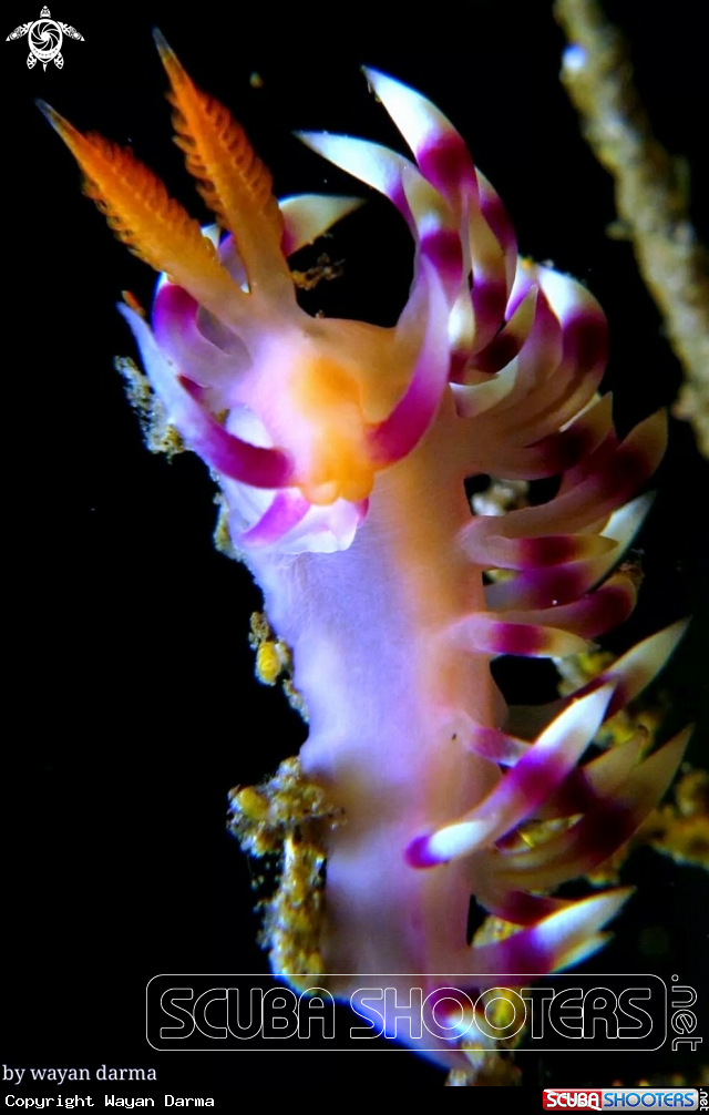 A Flabellina expotata 