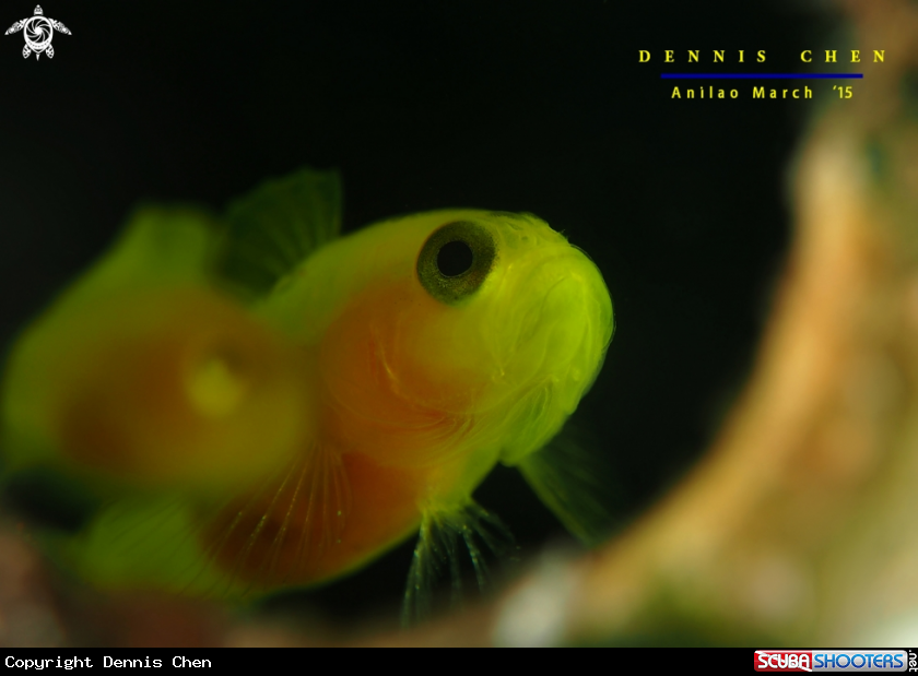 A Lubricogobius exiguus