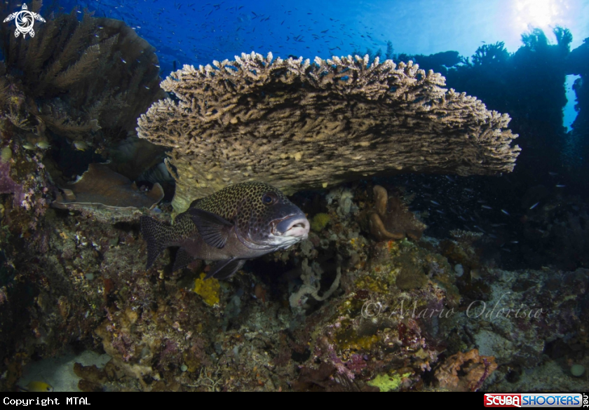 A Sweetlips
