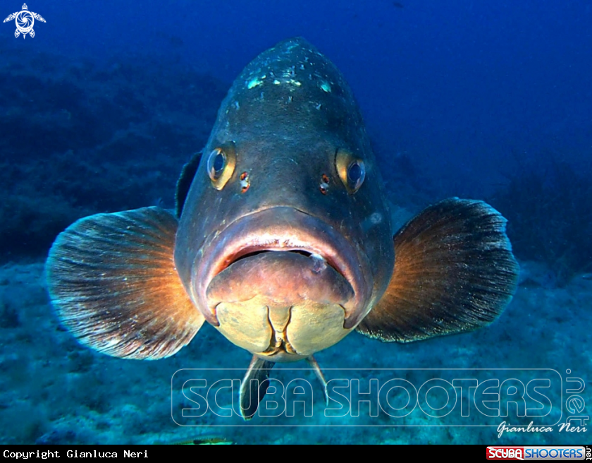 A Grouper