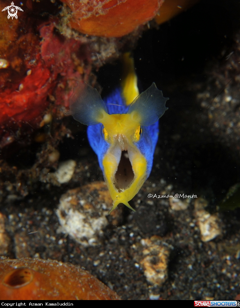 A Blue Ribbon Eel