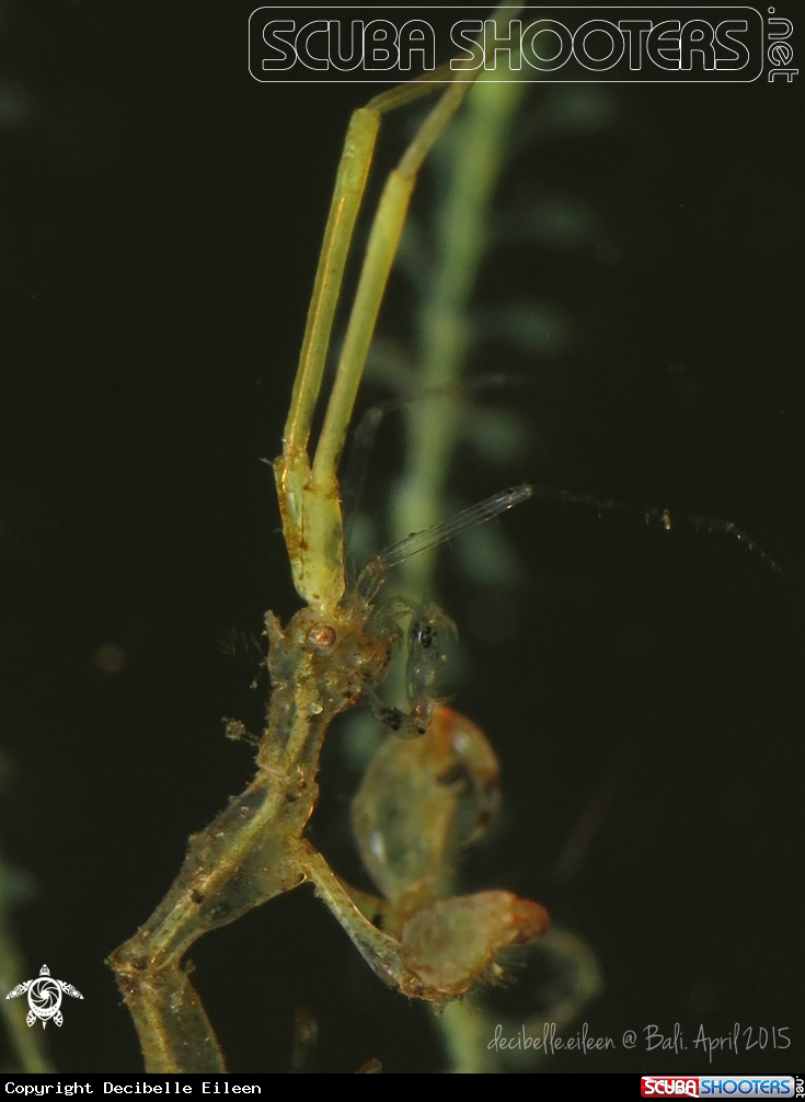 A Skeleton Shrimp 