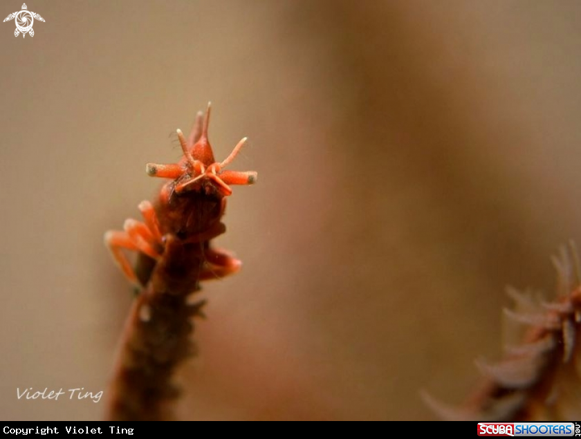 A Dragon Shrimp