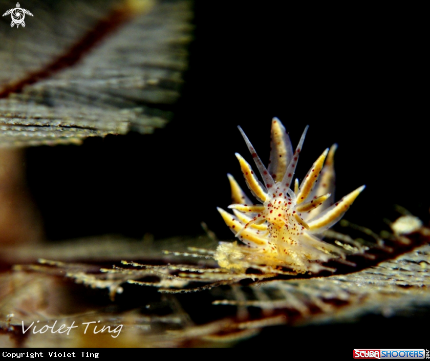A Nudibranch
