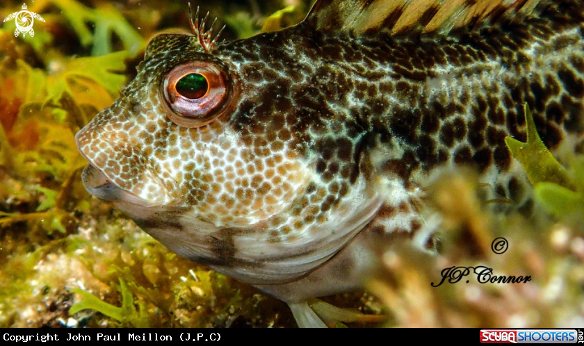 A Blennie pilicorne