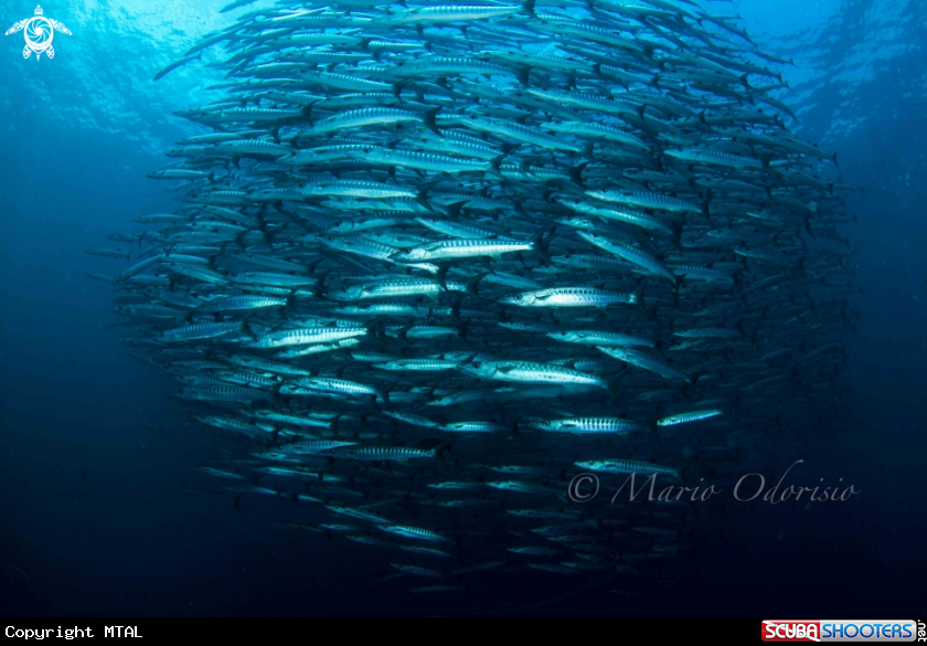 A Barracuda