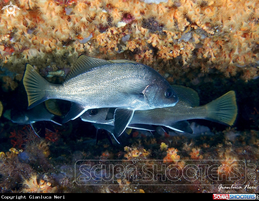 A Corvina