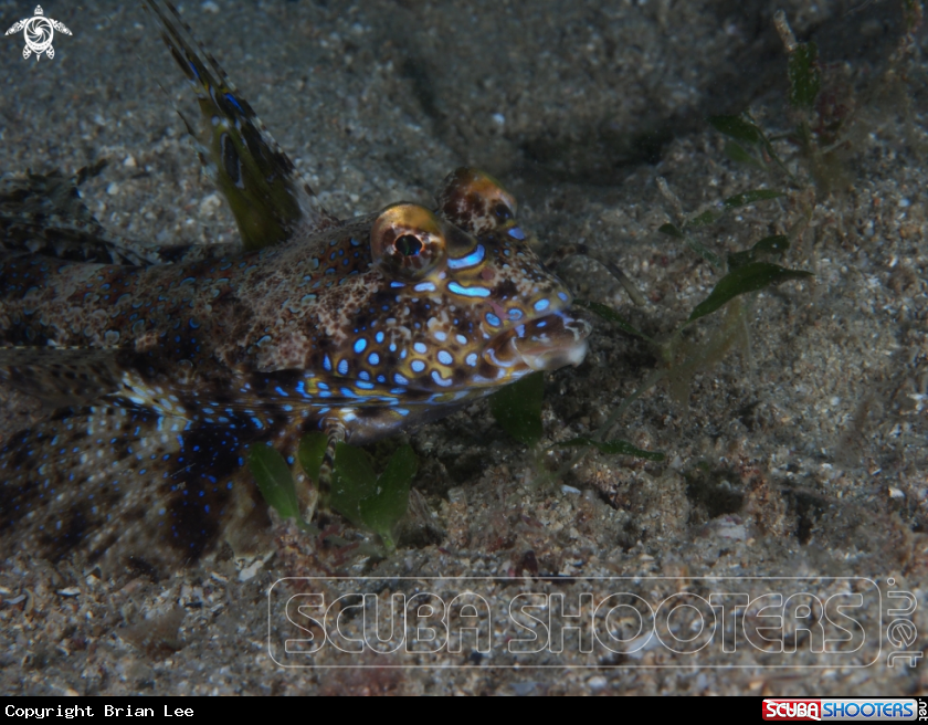 A Dragonet