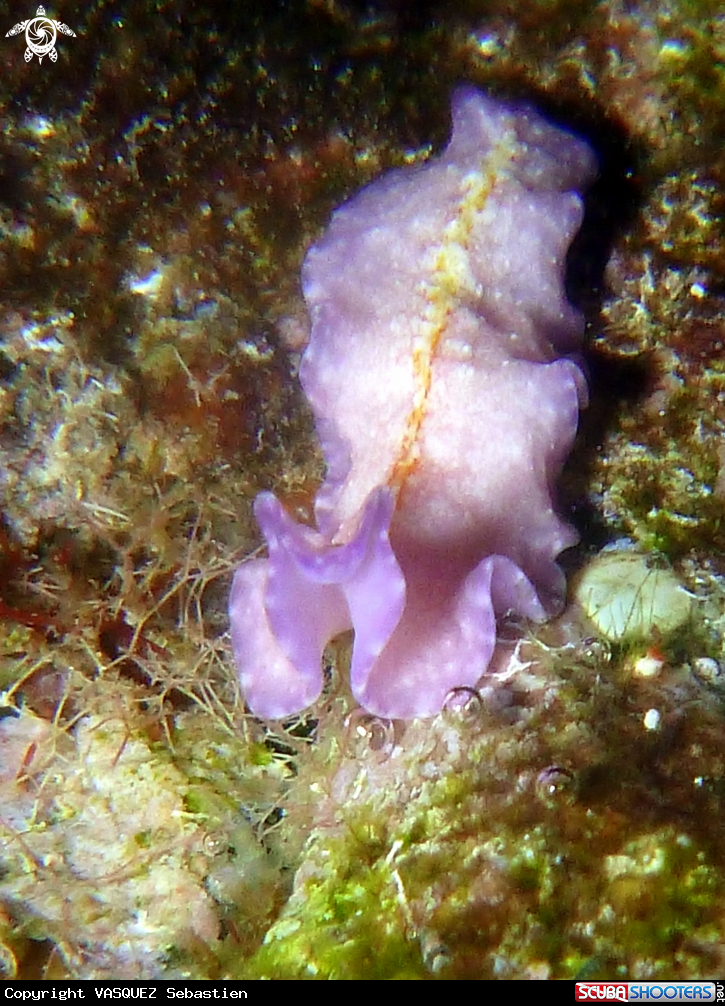 A Pseudoceros goslineri 