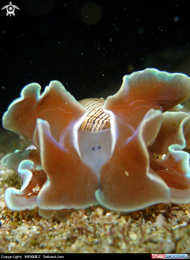 A Hydatina physis