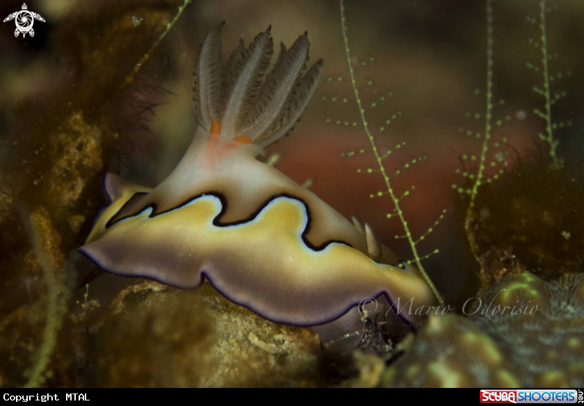 A underwater creature