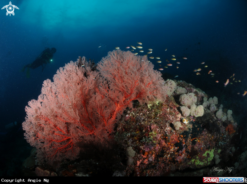 A Sea fan, Gorgonian