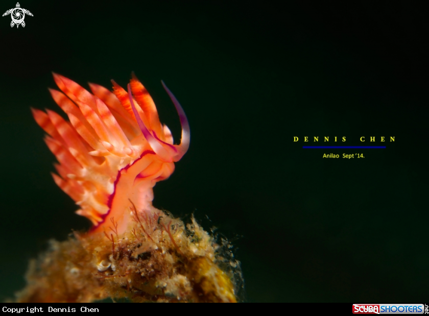 A Flabellina Rubrolineata