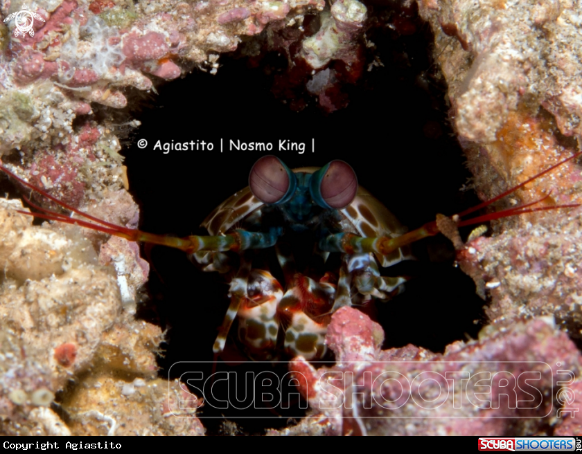 A Peacock Mantis Shrimp
