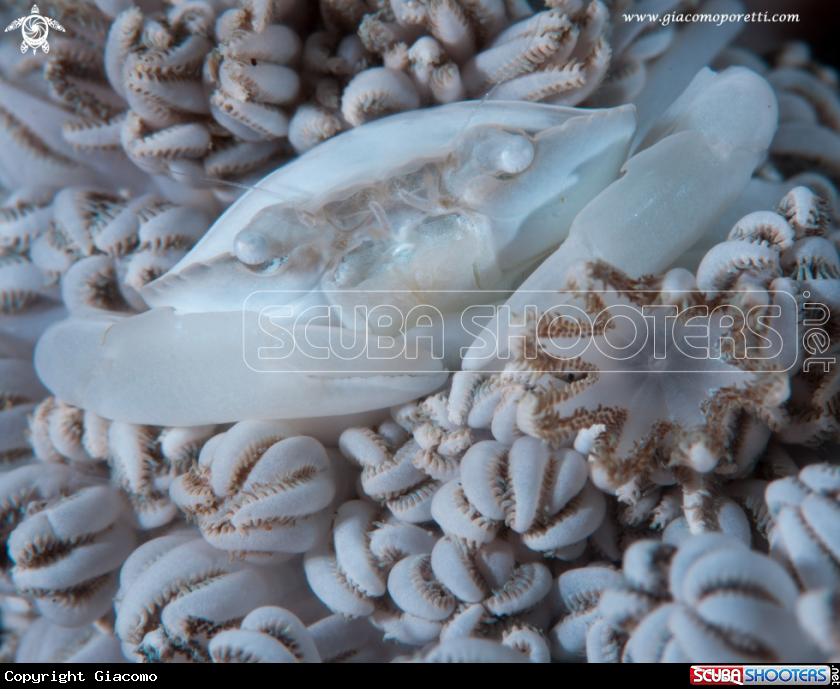 A Soft Coral Crab