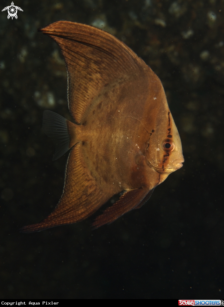 A Bathfish
