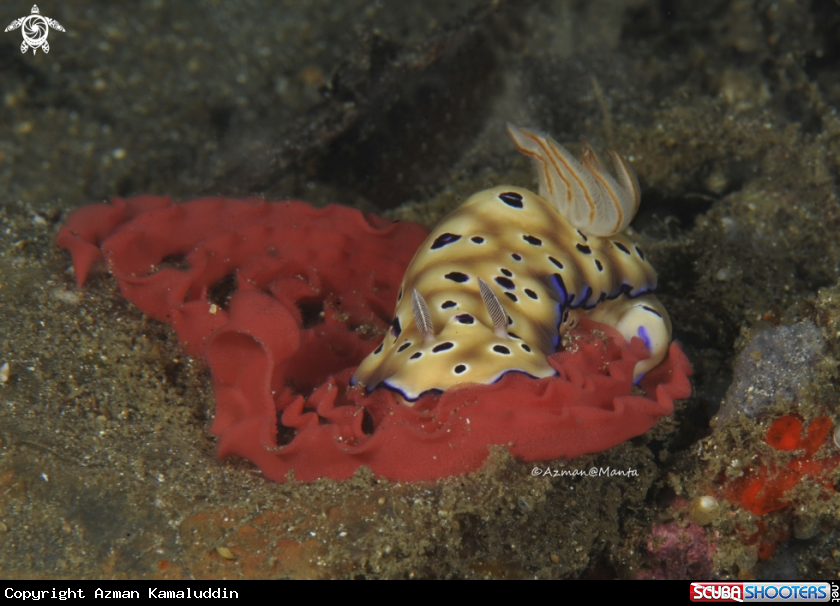 A Nudibranch