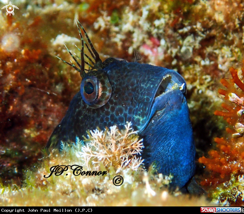A Blennie pilicorne