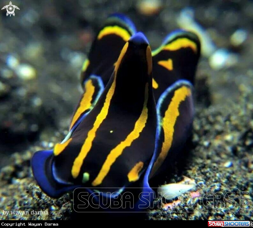 A nudibranch 