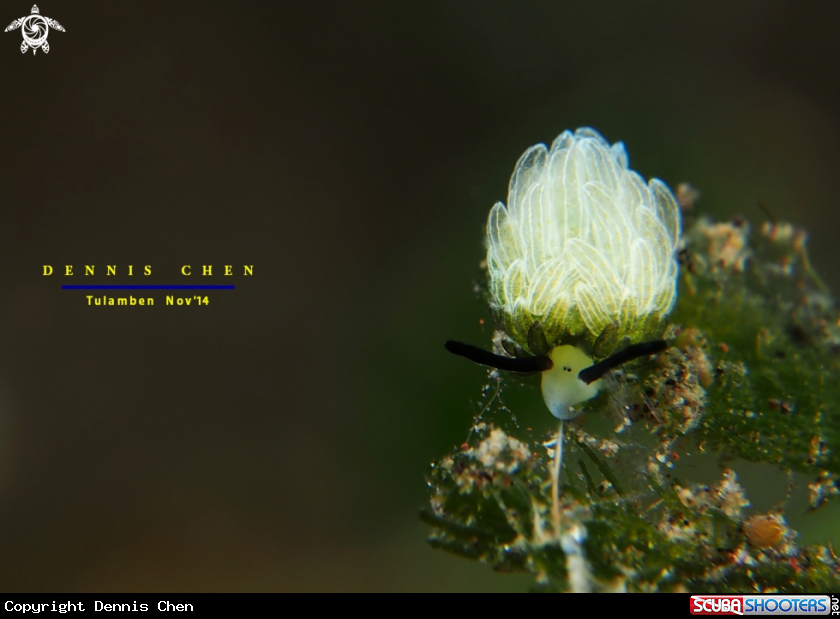 A Costasiella usagi