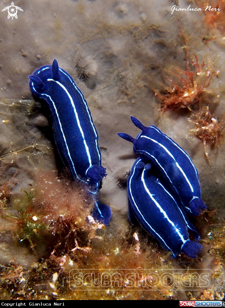 A Nudibranch